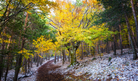 Un prestigioso digital se adentra en un bosque serrano protegido por la UNESCO