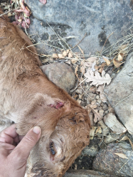 Ganaderos de la Sierra Norte de Guadalajara alertan de que prosiguen los ataques del lobo a su ganado