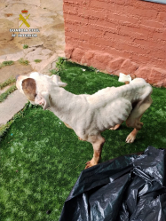 Detenida por maltratar a su perro 