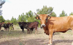 La fauna salvaje reconquista el Alto Tajo: caballos, tauros, ungulados y buitres reactivan el gran corredor ibérico