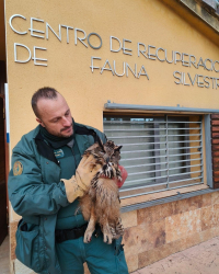 Rescatado un ejemplar de búho real en el arcén de la A-2