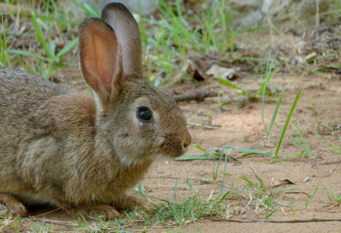 Emergencia cinegética temporal por daños causados por los conejos en 279 municipios de la región