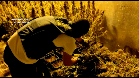 Enésima plantación de marihuana “indoor” desmantelada en Torrejón del Rey