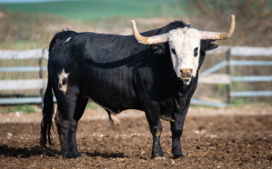 Día de Castilla-La Mancha con toros