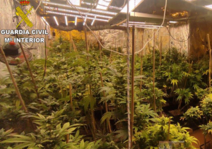 Desmantelan dos explotaciones de marihuana