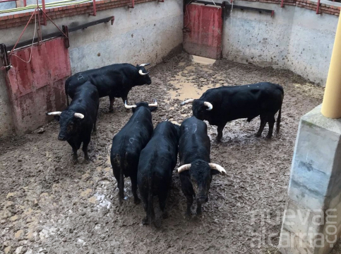 Tendrán que ser sacrificados los toros de la corrida de rejones suspendida en Guadalajara