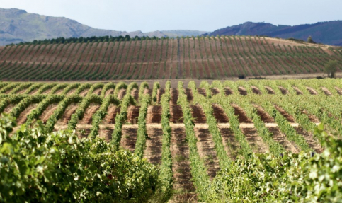UN VINO CON DENOMINACIÓN DE ORIGEN