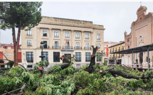 Muere en Guadalajara un emblemático árbol