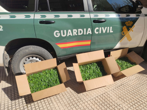 Detienen a una persona en Torrejón del Rey tras hallar 450 plantas de marihuana en el maletero de su vehículo