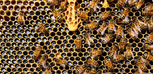 Abejas resistentes al cambio climático