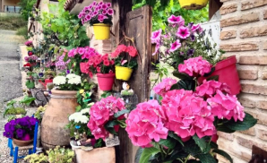 Te invitamos a un paseo por Cogolludo y sus flores