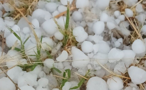 El granizo daña cultivos en La Alcarria y La Campiña justo antes de la cosecha