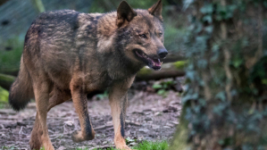 Guadalajara concentra las cuatro manadas de lobo de Castilla-La Mancha mientras crecen las ayudas para prevenir ataques al ganado