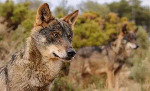 Diputación Guadalaja aprueba una convocatoria de ayudas para explotaciones ganaderas por ataques de lobo