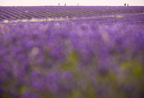 La Asociación Cultural de la Lavanda de Brihuega recibirá la Medalla de Oro de la Provincia de Guadalajara