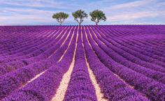 Haz una foto de lavanda y gana un premio 