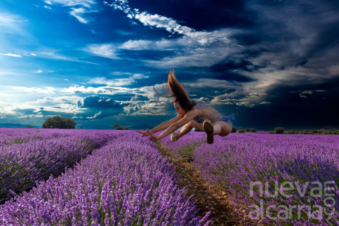 Ya puedes votar entre las 500 fotografías presentadas al Certamen ‘Paisajes de Lavanda’