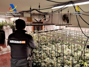 Desmantelada una nueva plantación indoor en Trijueque de 612 plantas y 66 kilos de marihuana