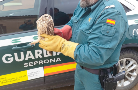 La Guardia Civil salva en Malaguilla un Búho campestre, una joya alada bajo protección especial