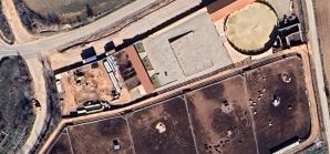 Susto en Ciruelas: un herido tras la cogida de una vaquilla en una finca