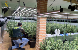 La Guardia Civil desmantela una plantación de marihuana en Uceda con más de mil plantas