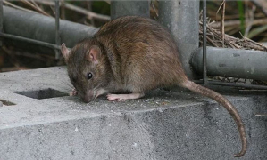 Vecinos de Guadalajara denuncian ataques de ratas agresivas